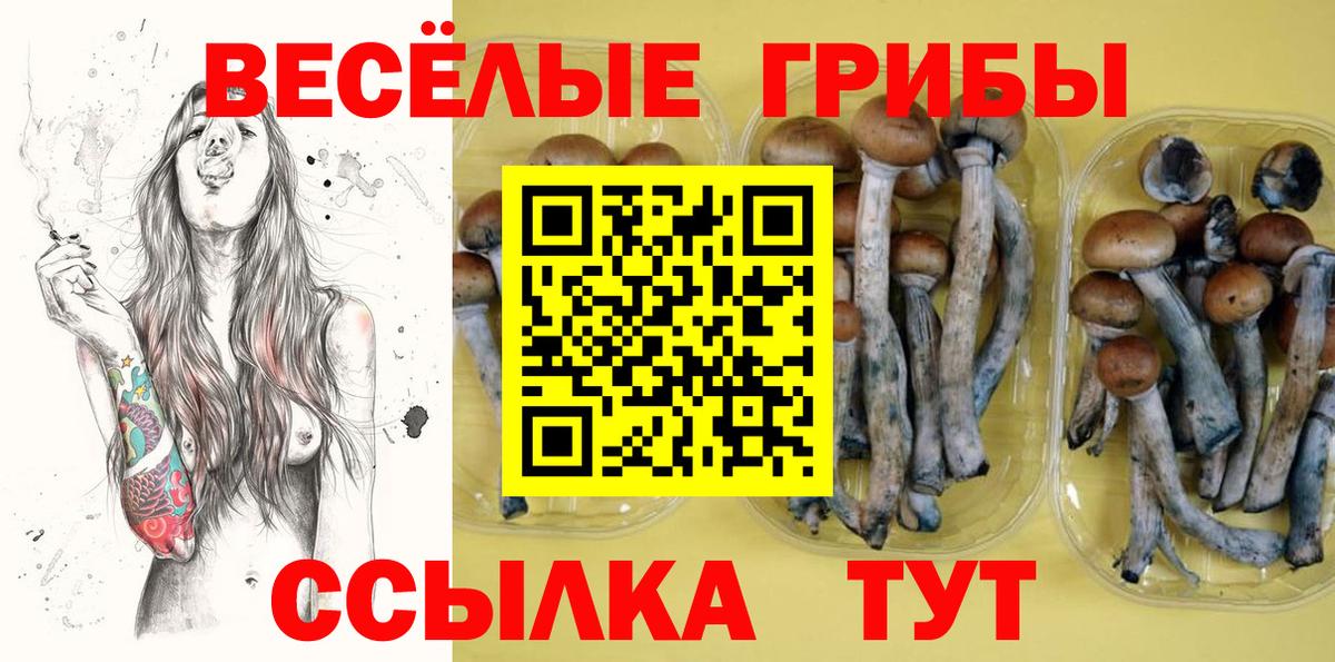 Псилоцибиновые грибы Psilocybe Солнечногорск